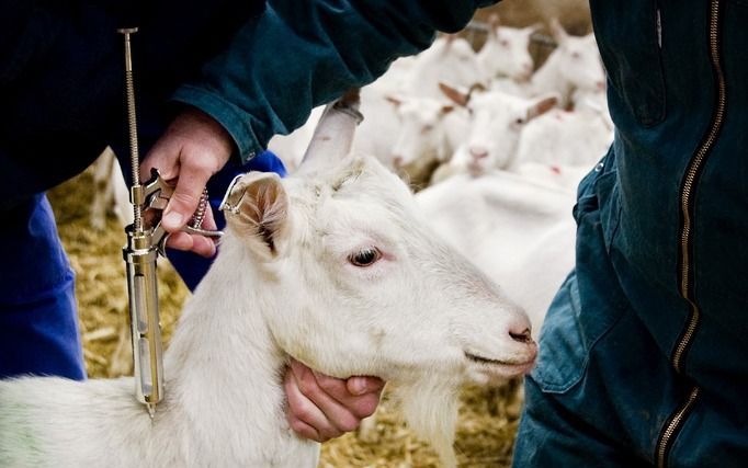 DEN HAAG – Minister Verburg van Landbouw laat nader onderzoek doen naar de werking van het vaccin tegen Q-koorts in de melk van geiten. - Foto ANP