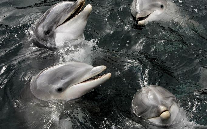 Het hartritme van dieren in het Dolfinarium in Harderwijk wordt voortaan gemeten met apparatuur van het ziekenhuis St Jansdal. De zorginstelling heeft onlangs de monitoren vernieuwd en schonk de oude apparatuur aan het Dolfinarium. Dat meldde het ziekenhu