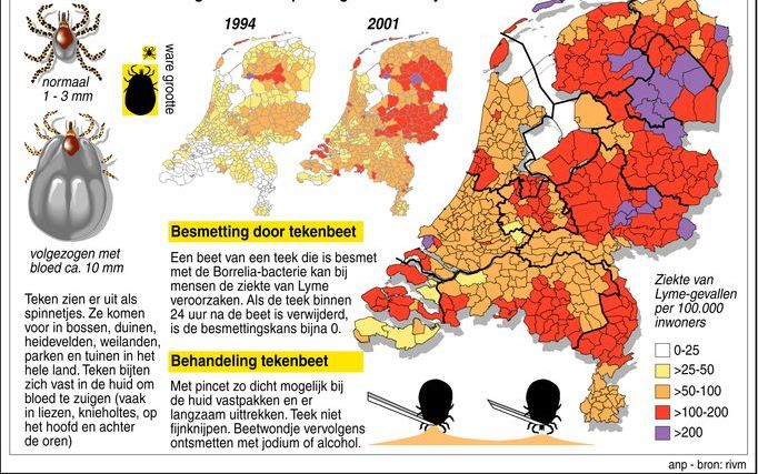 Bijna een vijfde van de teken in Nederland was vorig jaar besmet met de Borreliabacterie, die bij mensen de ziekte van Lyme kan veroorzaken. In 2007 was nog maar 10 procent van de teken besmet. Foto ANP