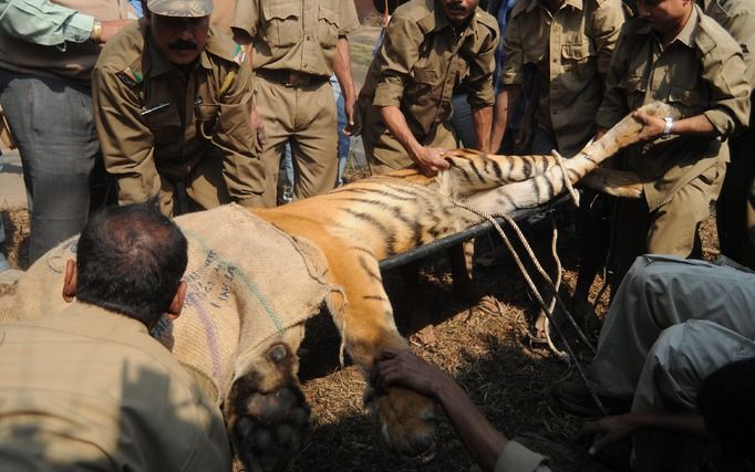 GUWAHATI – Bezoekers van een dierentuin in India kregen zaterdag de schrik van hun leven toen twee volwassen Bengaalse tijgers ontsnapten uit hun verblijf. Foto EPA