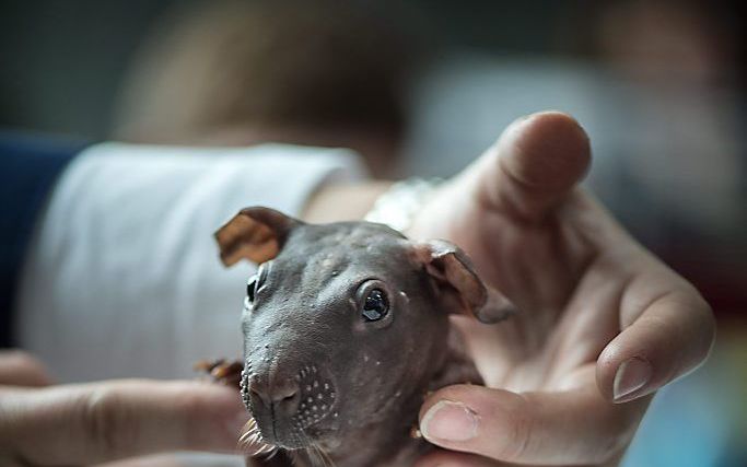 De haarloze cavia Mumps. Foto EPA