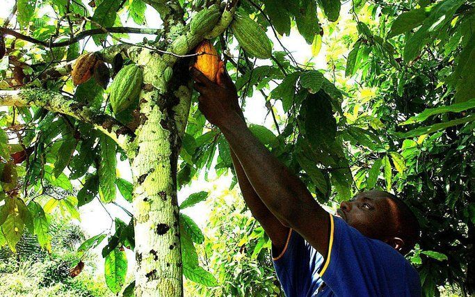 KAMPALA – Experts van de VN-voedselorganisatie FAO hebben ontdekt dat de rupsenplaag die de oogst in Liberia verorbert en die een bedreiging vormt voor de cacao-oogst in buurland Ivoorkust, niet wordt veroorzaakt door de legerworm. Foto EPA