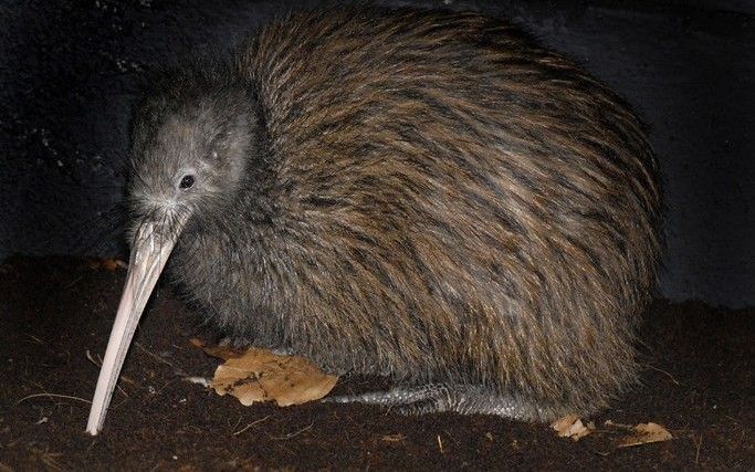 ALPHEN A/D RIJN – Ver van zijn thuisland scharrelt in een speciaal nachtverblijf een Nieuw-Zeelandse kiwi rond. De exotische vogel is vanaf komend weekend in Alphen aan den Rijn te zien. Foto ANP