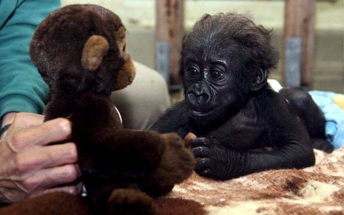 In de dierentuin in Stuttgart kijkt het jong van een berggorilla naar zijn speelkameraad van pluche. Foto EPA