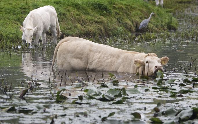 BRUSSEL - De Europese regels voor schoner slootwater dreigen zo streng te worden, dat het Nederland de komende tien jaar minstens 10 miljard euro gaat kosten. Europarlementslid Van Nistelrooij (CDA) waarschuwde daar zondag voor. Foto: ANP