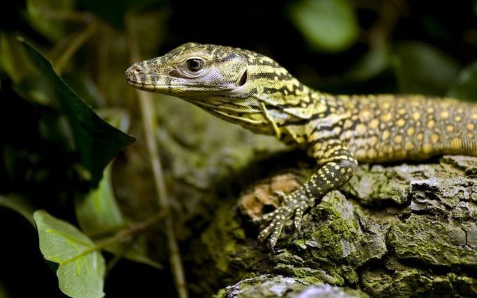 De Rotterdamse dierentuin wist niet dat de twee komodovaranen aan het broeden waren geslagen. De eieren hadden broer en zus, de ouders, verstopt. Foto ANP