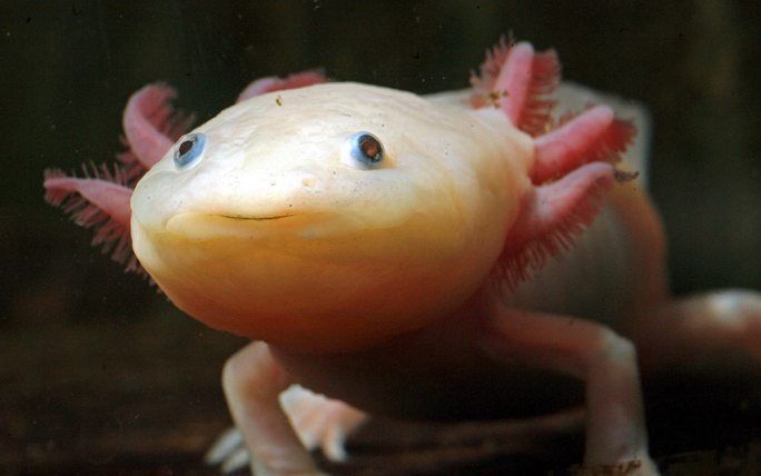 MEXICO - De axolotl, een amfibiesoort die nooit het larvenstadium ontgroeit, dreigt uit te sterven. Foto ANP