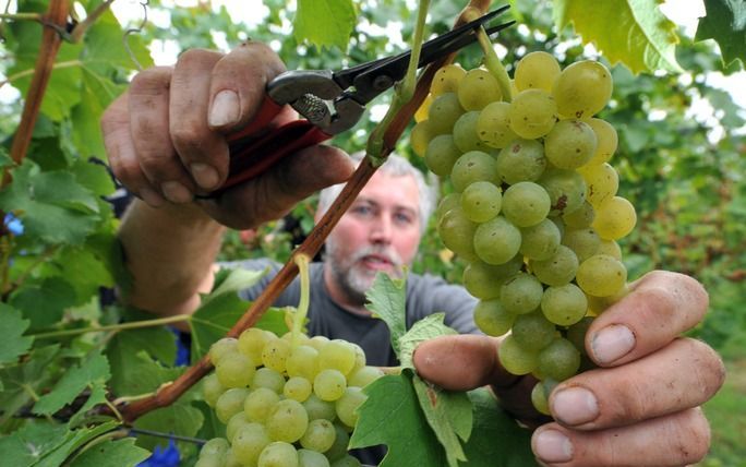 „Wie spreekt over een wijngaard denkt aan de voortdurende vernieuwing die er, naast alle noodzakelijk snoeiwerk, vanuit de wijnstok altijd zal zijn. Dat betekent dat we met het oog op het doorgaande werk van God niet pessimistisch hoeven zijn.” Foto EPA