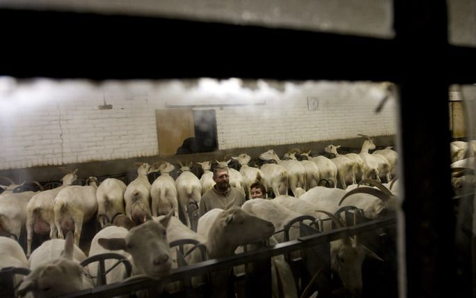 AMSTERDAM – In nog geen twee dagen tijd hebben 10.000 mensen de petitie getekend tegen het doden van gezonde schapen en geiten vanwege de Q-koortsepidemie. Foto ANP