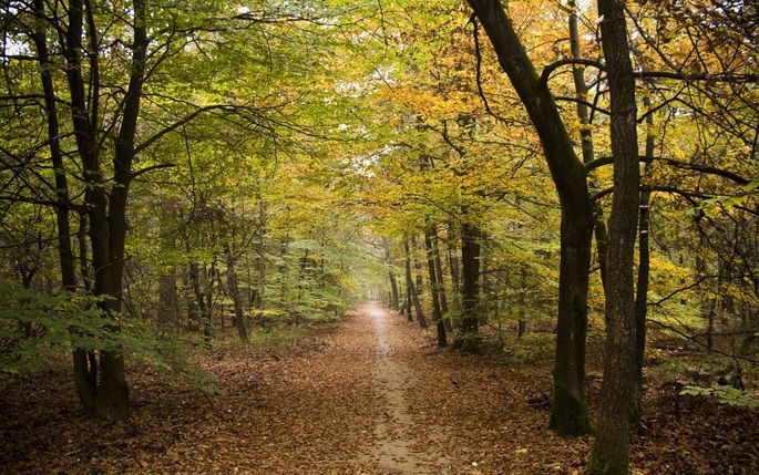 ARNHEM – Het kan nog donkerder op de Veluwe. Zestien gemeenten op en langs de Veluwe presenteerden daarom gisteren een plan om de lichtvervuiling te laten afnemen. Foto ANP