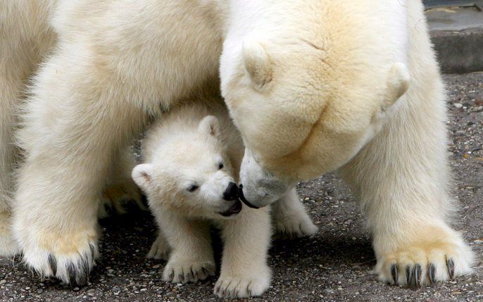 STUTTGART - De vier maanden oude ijsbeer Wilbär maakte woensdag zijn opwachting bij het publiek in Stuttgarts Wilhelmina zoo.