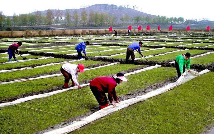 PYONGYANG - Noord-Koreaanse arbeiders aan het werk op het land. De Verenigde Staten hebben de voedselhulp aan het land hervat. Foto EPA