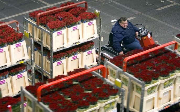 De bloemenveiling van FloraHolland in Aalsmeer beleeft toptijden. De viering van Valentijnsdag zorgt elk jaar wereldwijd voor een verkooppiek. De marktplaatsen van FloraHolland verkopen in een week tijd 100 miljoen rozen en 200 miljoen andere bloemen. Fot