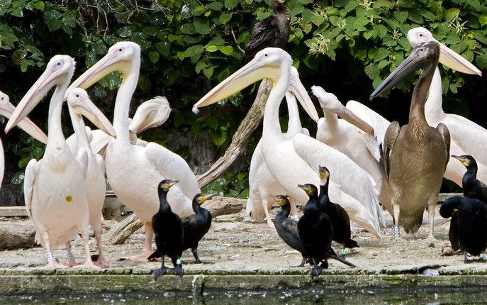 Pelikanen in Artis. Een pelikaan is ontsnapt. Foto ANP