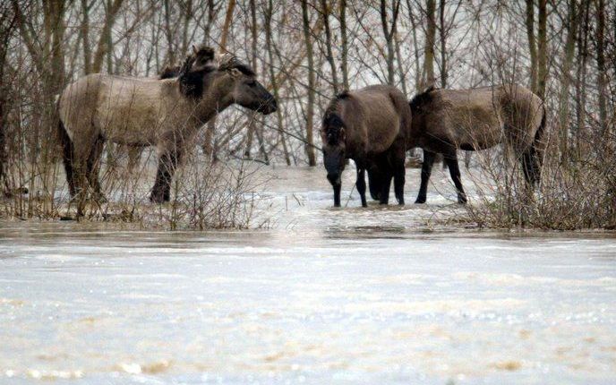 LELYSTAD – Ruim de helft van de ongeveer 125 konikpaarden die in januari het ijs overstaken van de Oostvaardersplassen naar het Oostvaardersbos is weer terug. Dat liet boswachter Hans Breeveld zondag weten. Foto ANP