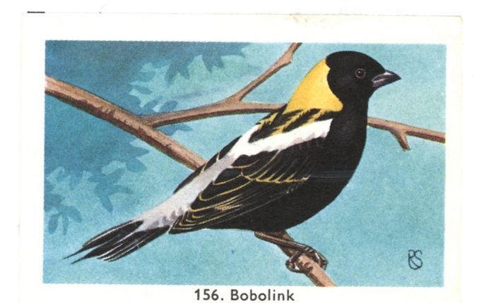 Het lot van de bobolink in Amerika maakt het abstracte thema ”milieu” concreet tot in de achtertuin. Foto RD