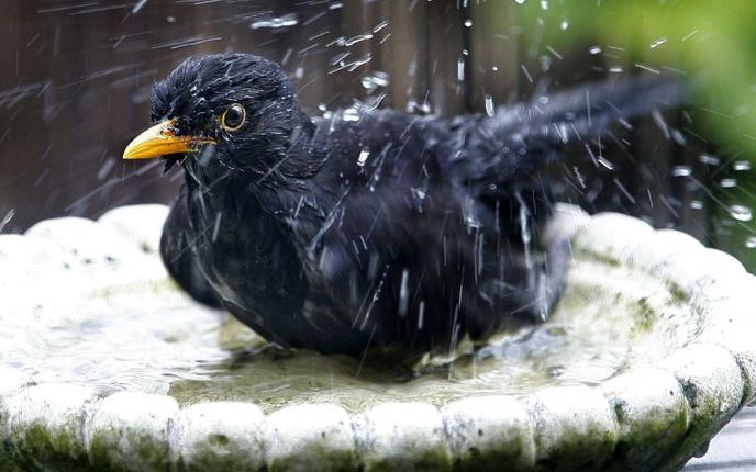 HILVERSUM - In Nederland zijn zeker tweehonderd vogels besmet met de vogelziekte trichomonas gallinae, beter bekend als ’het geel’. Dat heeft de Vogelbescherming Nederland donderdag gemeld. Foto: ANP