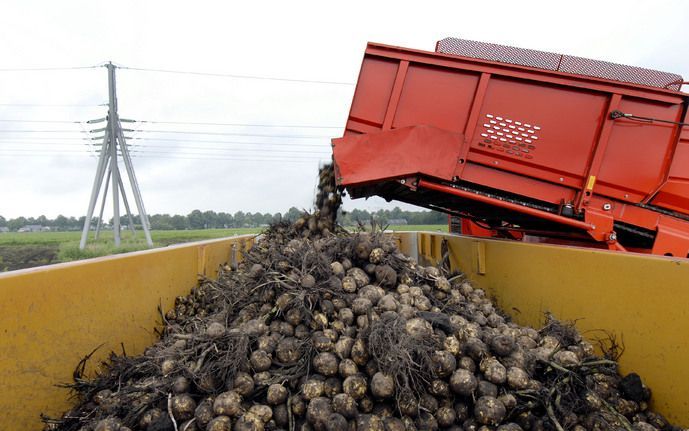 De export van aardappelen is fors gegroeid, maar de concurrentie neemt toe. - Foto ANP