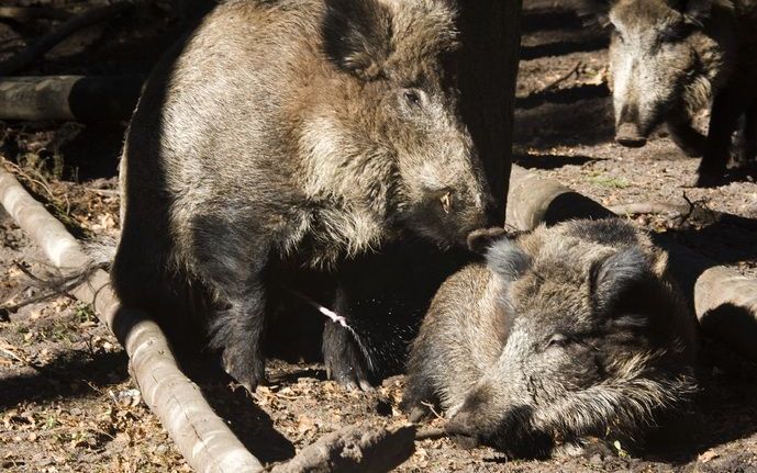 Op de Veluwe lopen dit voorjaar weer duizenden wilde zwijnen rond. Uit tellingen blijkt dat het er nu ongeveer 4500 zijn. Dat aantal kan in de zomermaanden oplopen naar 6000 stuks, meldden boswachters op de Veluwe donderdag. Foto ANP