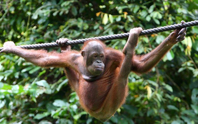 JAKARTA – Een aardbeving heeft het Indonesische eiland Sumatra woensdagochtend op de grondvesten doen schudden. De beving had een kracht van 5,4 op de Schaal van Richter, meldden meteorologen. Foto ANP