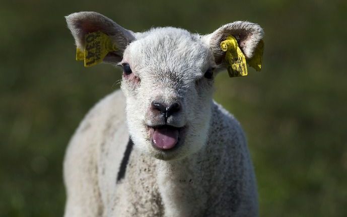 ZOETERMEER – In Zoetermeer zijn de afgelopen week twee lammetjes met messteken om het leven gebracht. De politie Haaglanden zoekt getuigen die iets weten over de gewelddadige dood van de jonge dieren. Foto ANP