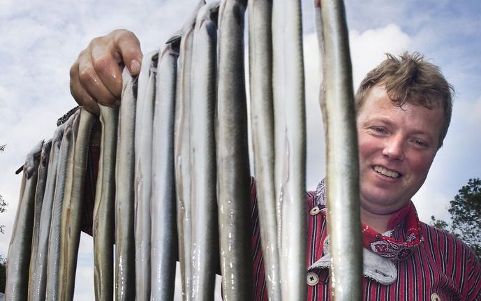 Palingvissers hebben deze week een kort geding aangespannen om inzage te krijgen in het rapport van biologen dat leidde tot een vangstverbod. Foto ANP