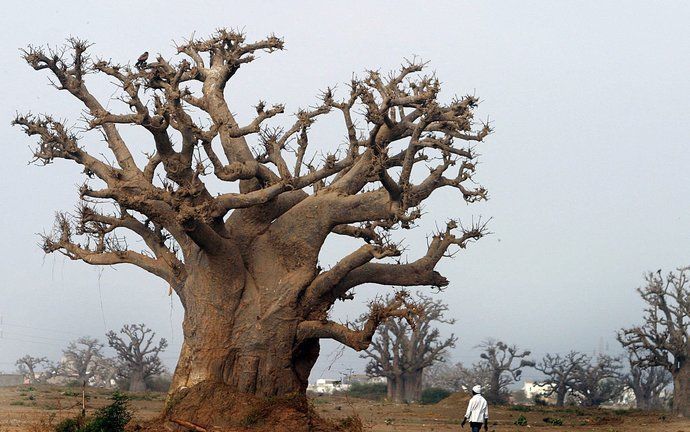 ROTTERDAM – In Diergaarde Blijdorp in Rotterdam verrijst een baobab, een reuzenboom met een dikke stam die alleen groeit in Madagaskar, Afrika en Australië. De baobab in Blijdorp is van spuitbeton, veertien meter hoog, en staat in wat de savanne in de die