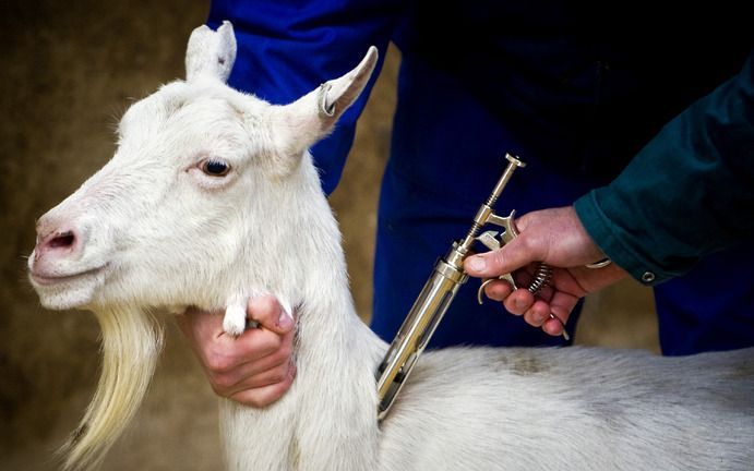 De demissionaire ministers Klink van Volksgezondheid en Verburg van Landbouw willen het fok- en vervoersverbod voor melk­geiten en -schapen per 1 juni opheffen.- Foto ANP