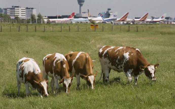 „Veeteelt schuldig aan uitstoot broeikasgas.” Foto ANP