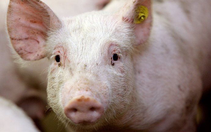 Stichting Varkens in Nood eist dat onmiddellijk wordt gestopt met het castreren van biggen. De organisatie stelt donderdag dat onderzoek uitwijst dat er helemaal geen wetenschappelijke onderbouwing is voor de ingreep. Foto ANP