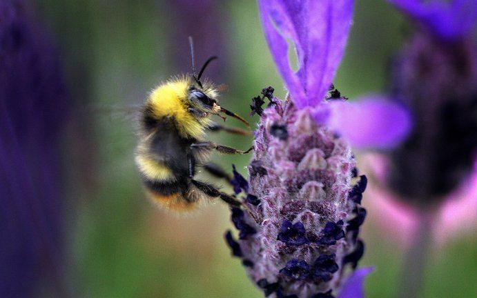 URBANA – De wereld­wijde massale bijensterfte wordt niet veroorzaakt door pesticiden, maar door een aantal virussen dat de beschermlaag rond de kern van een cel in het lichaam van de bij aanvalt. Foto ANP