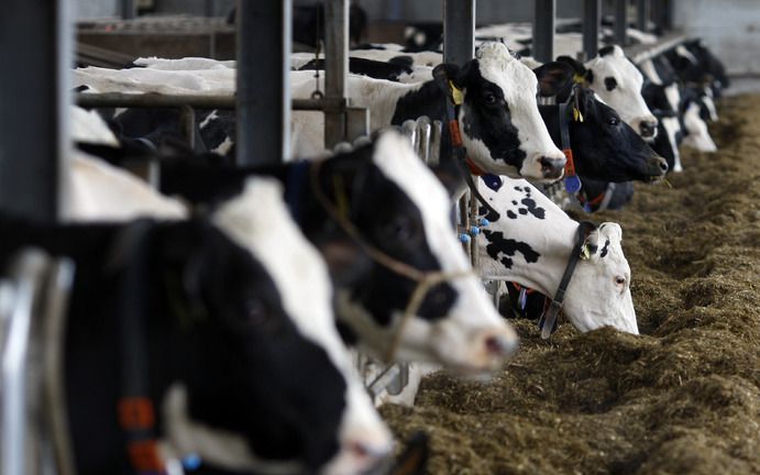 BRUSSEL – Een grote groep ministers van landbouw wil maandag 300 miljoen euro extra uittrekken voor de noodlijdende melkveehouders. Foto ANP