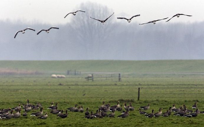 Het bouwrijp maken van de polder Schieveen in de gemeente Rotterdam kan doorgaan als de werkzaam-heden buiten het broedseizoen plaatshebben. Foto ANP