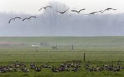 Duizenden en nog eens duizenden ganzen zijn de afgelopen dagen op de vlucht geslagen door het koude winterweer in Nederland en andere delen van West-Europa. Dat meldde SOVON Vogelonderzoek Nederland donderdag. Foto A NP