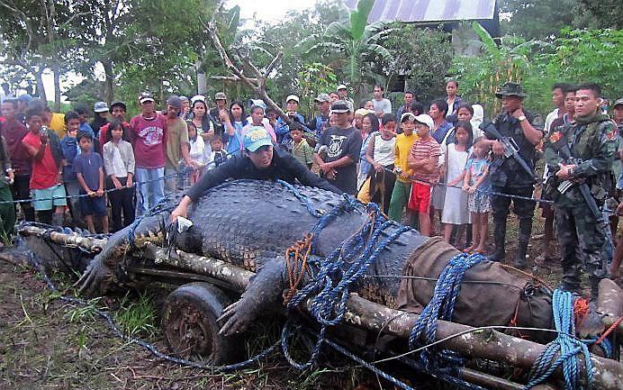 Lolong wordt in september 2011 vervoerd naar de dierentuin. Foto EPA