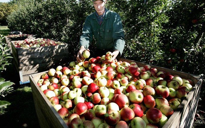 Een Belgisch fruitveredelingsbedrijf is er na jarenlang testen in geslaagd een nieuw appelras te telen. De Zari, zoals de appel heet, is een nakomeling van de Elstar en de Delbardestivale. Foto ANP