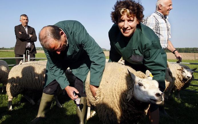 Minister Verburg helpt een boer met vaccineren tegen blauwtong. Foto ANP