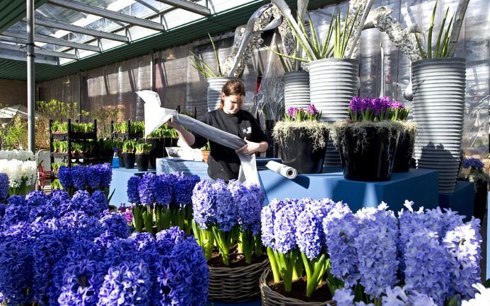 „In de tuinbouwsector zijn we met een mooi, levend product bezig.” Foto ANP.