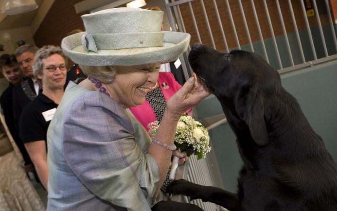 AMSTELVEEN - Koningin Beatrix werd woensdagmiddag tijdens een rondleiding door de kennel van KNGF Geleidehonden begroet door Milo, een kruising tussen een labrador en een golden retriever. De koningin woonde in Amstelveen de viering bij van het 75-jarig j