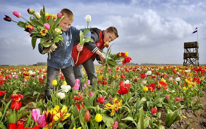 MARKNESSE (ANP) – De Tulpenpluktuin in Marknesse in de Noordoostpolder is vrijdag weer geopend voor publiek. Bezoekers kunnen op 5000 vierkante meter een bosje bloemen plukken. Keuze genoeg, er zijn 300.000 bollen geplant. Foto ANP