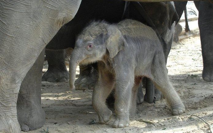 In Dierenpark Emmen is donderdagmorgen buiten de stallen en voor het oog van tientallen bezoekers een olifantje geboren. Foto ANP