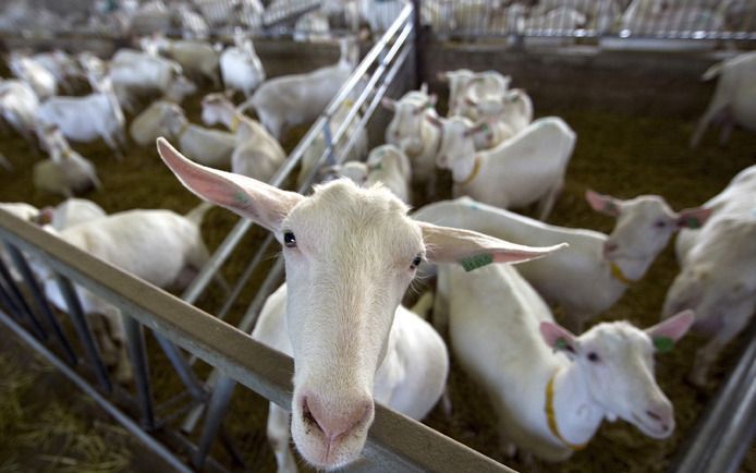 UTRECHT - De bacterie die q-koorts veroorzaakt, komt in grote hoeveelheden vrij bij miskramen van zieke geiten en schapen en verspreidt zich door de lucht. Foto ANP