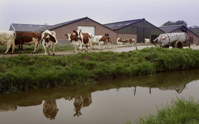 WAGENINGEN – Het afgelopen jaar daalde het aantal bedrijven in de agrarische sector met 2,1 procent tot 75.160. Dat blijkt uit het jaarbericht van het LEI Wageningen over 2008 dat maandag is gepubliceerd. Foto ANP