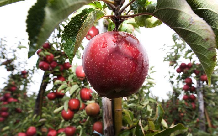 Tuinbouw. Foto ANP.