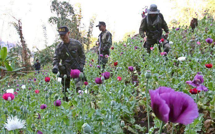 De politie van Laos, hier bezig met het vernietigen van een papaverveld, heeft minstens negentig christenen opgepakt. Foto EPA