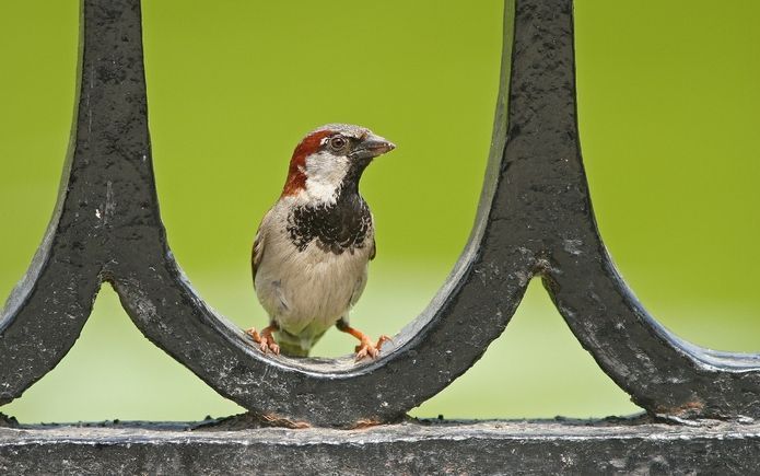 ZEIST - Vogels tellen in de achtertuin was dit weekend een populaire bezigheid onder Nederlanders. Zondagavond hadden ruim 18.000 mensen hun resultaten doorgegeven aan de Vogelbescherming die de jaarlijkse Tuinvogeltelling organiseert. Een absoluut record