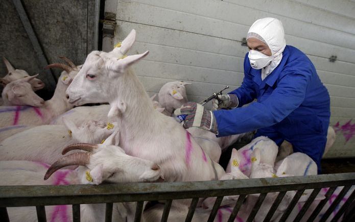 VINKEL - Een medewerker van LNV geeft maandag een geit een spuitje in de stal van veehouder Henk van Loon in Vinkel. Foto ANP