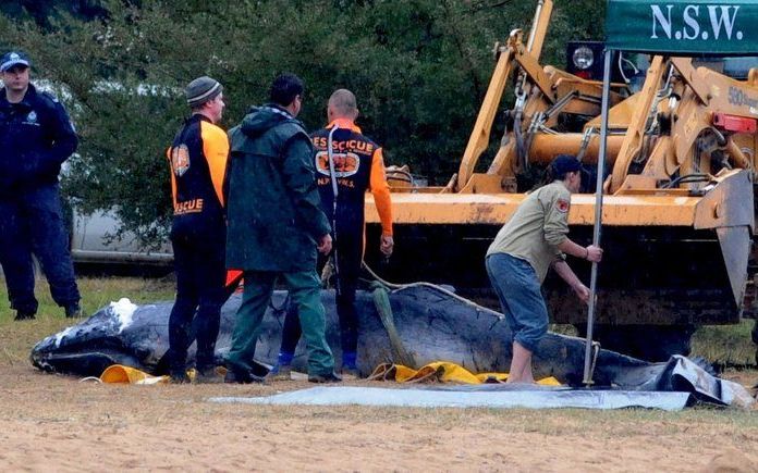 SYDNEY – Australische natuurbeschermers laadden walvisbaby Colin vanochtend op een truck nadat die uit zijn lijden was verlost. Foto EPA