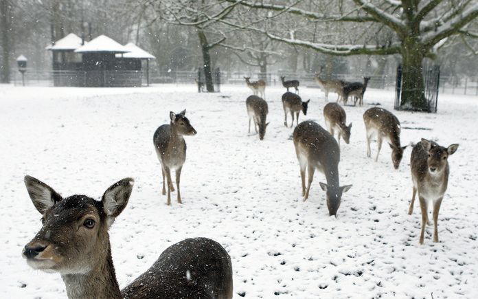 DORDRECHT - Herten in de sneeuw in het park Merwestein. Foto ANP