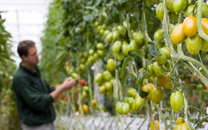 Minister Donner (Sociale Zaken) overlegt met de land- en tuinbouwsector over hoe de sector meer werklozen aan het werk kan helpen in plaats van werknemers uit Oost-Europa aan te trekken. Foto ANP